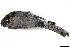  (Cyanocitta cristata - BIOUG49276-B06)  @11 [ ] CreativeCommons - Attribution (2019) CBG Photography Group Centre for Biodiversity Genomics