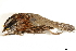  ( - BIOUG49276-B10)  @11 [ ] CreativeCommons - Attribution (2019) CBG Photography Group Centre for Biodiversity Genomics