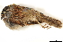  ( - BIOUG49276-B11)  @11 [ ] CreativeCommons - Attribution (2019) CBG Photography Group Centre for Biodiversity Genomics