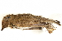  ( - BIOUG49276-C04)  @11 [ ] CreativeCommons - Attribution (2019) CBG Photography Group Centre for Biodiversity Genomics