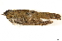  ( - BIOUG49276-C05)  @11 [ ] CreativeCommons - Attribution (2019) CBG Photography Group Centre for Biodiversity Genomics