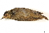  ( - BIOUG49276-C06)  @11 [ ] CreativeCommons - Attribution (2019) CBG Photography Group Centre for Biodiversity Genomics
