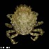  (Pitho anisodon - 140416-1178)  @11 [ ] CCbyNC (2022) Fish and Wildlife Research Institute Fish and Wildlife Research Institute