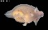  ( - 143552-1303)  @11 [ ] Unspecified (default): All Rights Reserved  Unspecified Fish and Wildlife Research Institute
