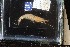  (Xiphopenaeus - 154641-1206)  @11 [ ] Unspecified (default): All Rights Reserved  Unspecified Fish and Wildlife Research Institute