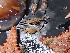  ( - FWRI_I_1542)  @11 [ ] Unspecified (default): All Rights Reserved (2023) FWC FWRI