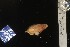  ( - FWRI_I_1518)  @11 [ ] Unspecified (default): All Rights Reserved (2023) FWC FWRI