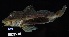  ( - FWRI 01344)  @11 [ ] CreativeCommons - Attribution Non-Commercial Share-Alike (2019) Fish and Wildlife Conservation Commission Fish and Wildlife Research Institute