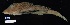  (Prionotus alatus - FWRI 01511)  @11 [ ] CreativeCommons - Attribution Non-Commercial Share-Alike (2019) Fish and Wildlife Conservation Commission Fish and Wildlife Research Institute