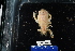  (Raninoides laevis - 137982-333)  @11 [ ] by-nc-sa (2020) Paul Larson Fish and Wildlife Research Institute