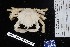  (Mithrax caribbaeus - 5077-1324)  @11 [ ] Unspecified (default): All Rights Reserved  Unspecified Fish and Wildlife Research Institute