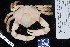  (Mithrax tortugae - 6721-1326)  @11 [ ] Unspecified (default): All Rights Reserved  Unspecified Fish and Wildlife Research Institute