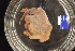  ( - 131843-905)  @11 [ ] Unspecified (default): All Rights Reserved (2020) Paul Larson Fish and Wildlife Research Institute