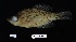  ( - FWRI_5056)  @11 [ ] by-nc-sa (2023) Fish and Wildlife Conservation Commission Fish and Wildlife Research Institute