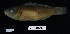  ( - FWRI_5052)  @11 [ ] by-nc-sa (2023) Fish and Wildlife Conservation Commission Fish and Wildlife Research Institute