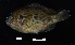  (Lepomis punctatus - FWRI_05238)  @11 [ ] by-nc-sa (2024) Fish and Wildlife Conservation Commission Fish and Wildlife Research Institute