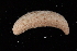  (Thyonella - USGX-0139)  @11 [ ] CreativeCommons - Attribution Non-Commercial Share-Alike (2018) Unspecified Fish and Wildlife Research Institute