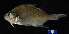  ( - FWRI 03440)  @11 [ ] CreativeCommons - Attribution Non-Commercial Share-Alike (2017) Unspecified Fish and Wildlife Research Institute