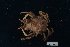  ( - FWRI_I_00260)  @11 [ ] CreativeCommons - Attribution Non-Commercial Share-Alike (2018) Unspecified Fish and Wildlife Research Institute