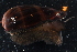  (Macrocypraea cervus - FWRI_I_00200)  @11 [ ] CreativeCommons - Attribution Non-Commercial Share-Alike (2018) Unspecified Fish and Wildlife Research Institute