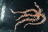  ( - SMPA 33)  @11 [ ] CreativeCommons - Attribution Non-Commercial Share-Alike (2018) Unspecified Fish and Wildlife Research Institute