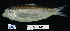  ( - FWRI 03616)  @11 [ ] CreativeCommons - Attribution Non-Commercial Share-Alike (2017) Unspecified Fish and Wildlife Research Institute