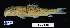  ( - FWRI 02086)  @11 [ ] CreativeCommons - Attribution Non-Commercial Share-Alike (2017) Unspecified Fish and Wildlife Research Institute