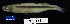  ( - FWRI 03547)  @11 [ ] CreativeCommons - Attribution Non-Commercial Share-Alike (2017) Unspecified Fish and Wildlife Research Institute