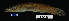  ( - FWRI 02372)  @11 [ ] CreativeCommons - Attribution Non-Commercial Share-Alike (2017) Unspecified Fish and Wildlife Research Institute