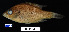  ( - FWRI 02453)  @11 [ ] CreativeCommons - Attribution Non-Commercial Share-Alike (2017) Unspecified Fish and Wildlife Research Institute
