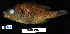  ( - FWRI 02455)  @11 [ ] CreativeCommons - Attribution Non-Commercial Share-Alike (2017) Unspecified Fish and Wildlife Research Institute