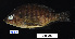  ( - FWRI 03334)  @11 [ ] CreativeCommons - Attribution Non-Commercial Share-Alike (2017) Unspecified Fish and Wildlife Research Institute