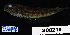  ( - FWRI 03464)  @11 [ ] CreativeCommons - Attribution Non-Commercial Share-Alike (2017) Unspecified Fish and Wildlife Research Institute