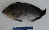  ( - FWRI 03495)  @11 [ ] CreativeCommons - Attribution Non-Commercial Share-Alike (2017) Unspecified Fish and Wildlife Research Institute