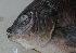  ( - FWRI 03495)  @11 [ ] CreativeCommons - Attribution Non-Commercial Share-Alike (2017) Unspecified Fish and Wildlife Research Institute