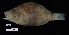  (Hypoplectrus floridae - FWRI 04140)  @11 [ ] CreativeCommons - Attribution Non-Commercial Share-Alike (2019) Fish and Wildlife Conservation Commission Fish and Wildlife Research Institute