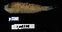  (Baldwinella aureorubens - FWRI 03689)  @11 [ ] CreativeCommons - Attribution Non-Commercial Share-Alike (2019) Fish and Wildlife Conservation Commission Fish and Wildlife Research Institute
