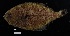  (Cyclopsetta fimbriata - FWRI 00187)  @11 [ ] by-nc-sa (2020) Fish and Wildlife Conservation Commission Fish and Wildlife Research Institute