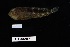  ( - FWRI_4523)  @11 [ ] by-nc-sa (2023) Fish and Wildlife Conservation Commission Fish and Wildlife Research Institute