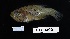  (Astrapogon alutus - FWRI_04536)  @11 [ ] by-nc-sa (2022) Fish and Wildlife Conservation Commission Fish and Wildlife Research Institute