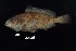  (Epinephelus morio - FWRI_04147)  @11 [ ] by-nc-sa (2022) Fish and Wildlife Conservation Commission Fish and Wildlife Research Institute