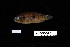  (Hemichromis letourneuxi - FWRI_03409)  @11 [ ] by-nc-sa (2022) Fish and Wildlife Conservation Commission Fish and Wildlife Research Institute