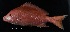  (Lutjanus cf. vivanus - FWRI_5025)  @11 [ ] by-nc-sa (2023) Fish and Wildlife Conservation Commission Fish and Wildlife Research Institute