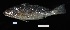  ( - FWRI_5115)  @11 [ ] by-nc-sa (2023) Fish and Wildlife Conservation Commission Fish and Wildlife Research Institute