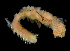  (Sabellaria floridensis - FBAR-0056)  @11 [ ] CreativeCommons - Attribution Non-Commercial Share-Alike (2017) Unspecified Fish and Wildlife Research Institute