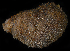  (Sclerodactyla - FBAR-0106)  @11 [ ] CreativeCommons - Attribution Non-Commercial Share-Alike (2017) Unspecified Fish and Wildlife Research Institute
