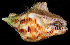  (Columbella rusticoides - FBAR-0158)  @11 [ ] CreativeCommons - Attribution Non-Commercial Share-Alike (2017) Unspecified Fish and Wildlife Research Institute