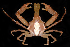  (Epialtus elongatus - FBAR-0178)  @11 [ ] CreativeCommons - Attribution Non-Commercial Share-Alike (2017) Unspecified Fish and Wildlife Research Institute