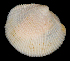  (Lucinisca - FBAR-0198)  @11 [ ] CreativeCommons - Attribution Non-Commercial Share-Alike (2017) Unspecified Fish and Wildlife Research Institute