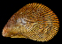  (Ischadium - FBAR-0257)  @11 [ ] CreativeCommons - Attribution Non-Commercial Share-Alike (2017) Unspecified Fish and Wildlife Research Institute